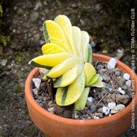 Gasteria Verrucosa Aurea Variegata - absolute Rarität