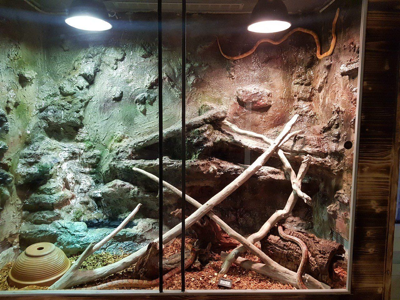 Terrario: Terrarium – Usato da Küssnacht am Rigi venduto da ant_9g9m 1