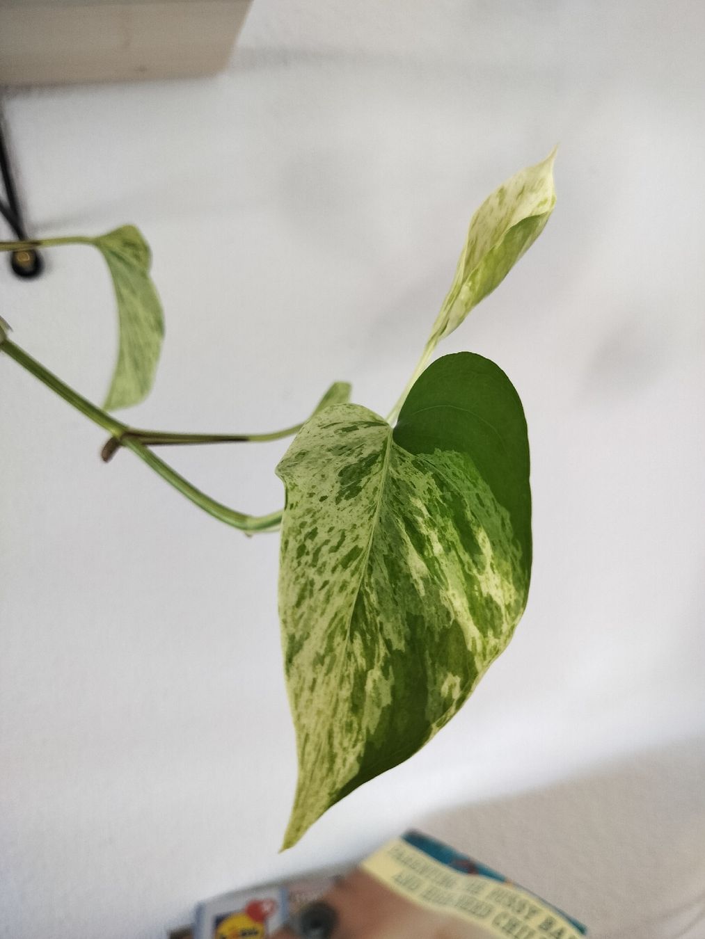Piante & sementi: Marble queen, epipremnum, grosse Efeutute, Ableger – Nuovo e nell'imballaggio originale da Urdorf venduto da jazz1984 1