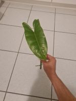 philodendron burle marx