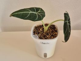 🌿 Alocasia Black Velvet (Pink)🌿