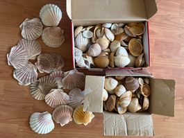 Diverse sehr schöne und gut erhaltene Muscheln Konvolut