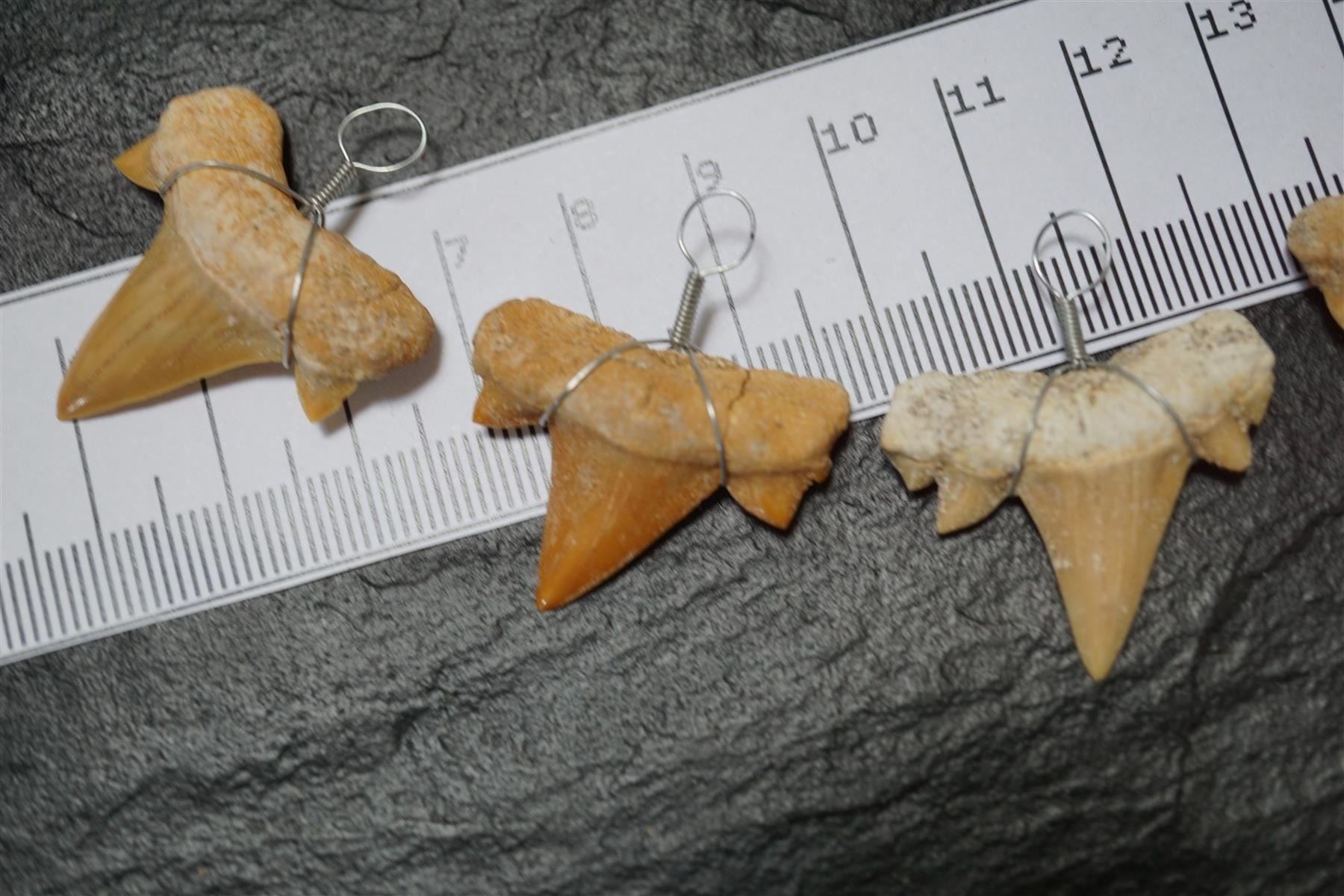 Fossili: Haifischzahn Fossil  Anhänger – Nuovo e nell'imballaggio originale da Eschenbach SG venduto da topstone 5