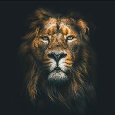 Profile image of Lion-87