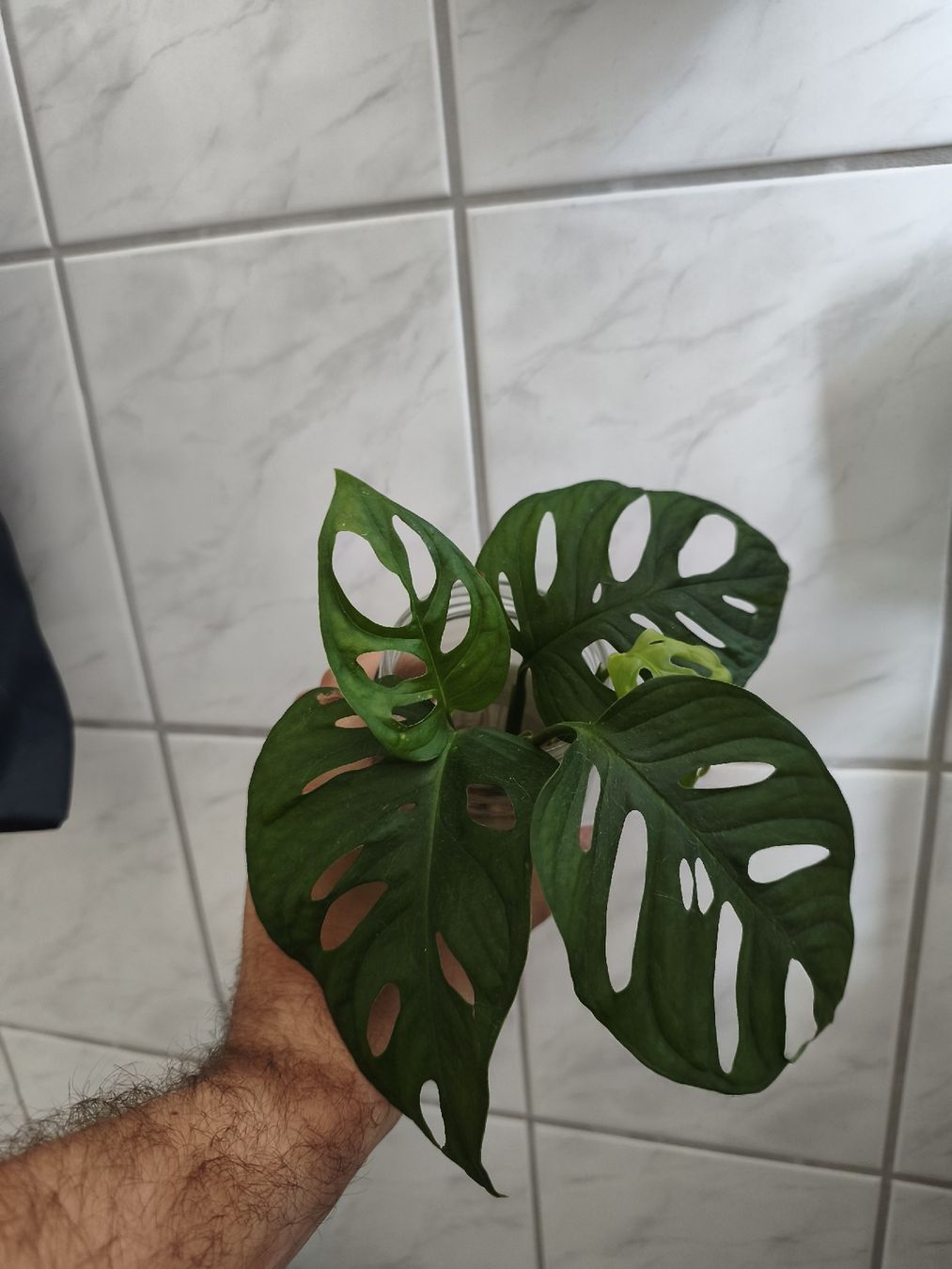 Pflanzen & Samen: Monstera Adensonii M size steckling – Gebraucht aus Zürich von nik_2qzj