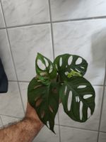 Monstera Adensonii M size steckling