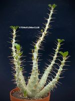 Pachypodium Saundersii - wie eine Pflanzenskulptur