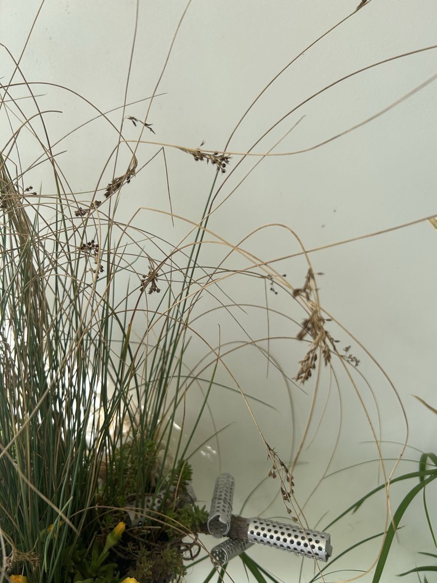 Blumentöpfe: Blumenampel  – Gebraucht aus Frauenfeld von Irene.Schuppli 7