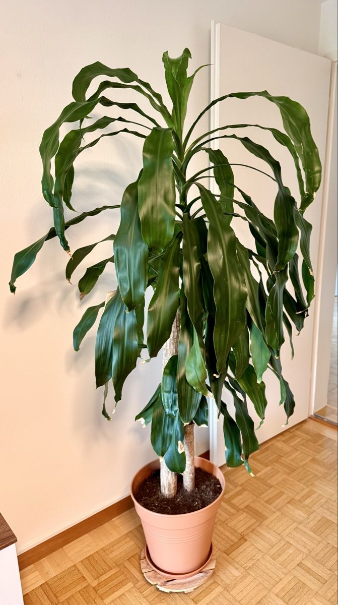 Piante & sementi: Drachenbaum (Dracaena fragrans) – Usato da Kriens venduto da Genschi 1