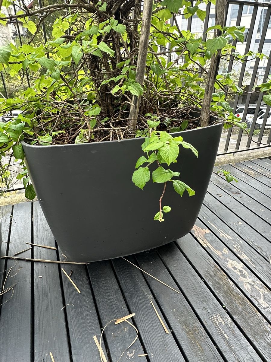 Eternit Blumentöpfe: Terrasse Garten Topf 2 stück – Gebraucht aus Zürich von  3
