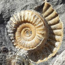 Profile image of Fossil60
