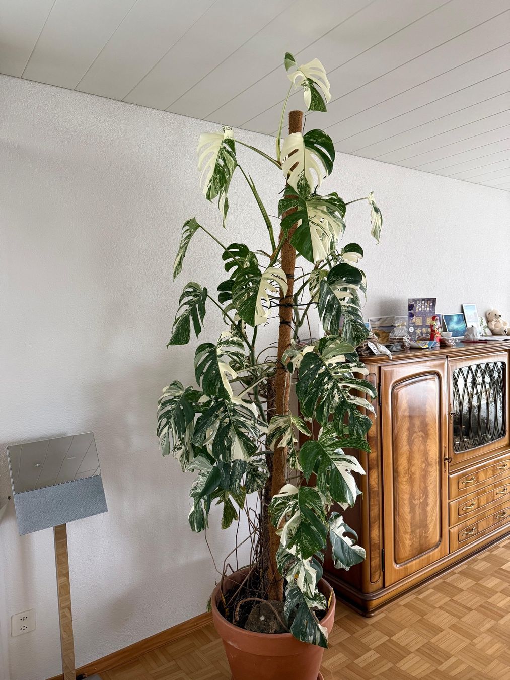 Piante & sementi: grosse Monstera albo variegata – Usato da Solothurn venduto da Care_a
