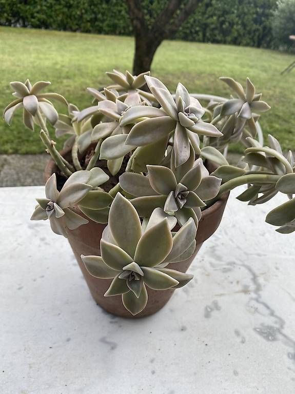 Piante & sementi: Pianta grassa "Graptopetalum Paraguayense"  – Usato da Cureglia venduto da Alevintage74 3