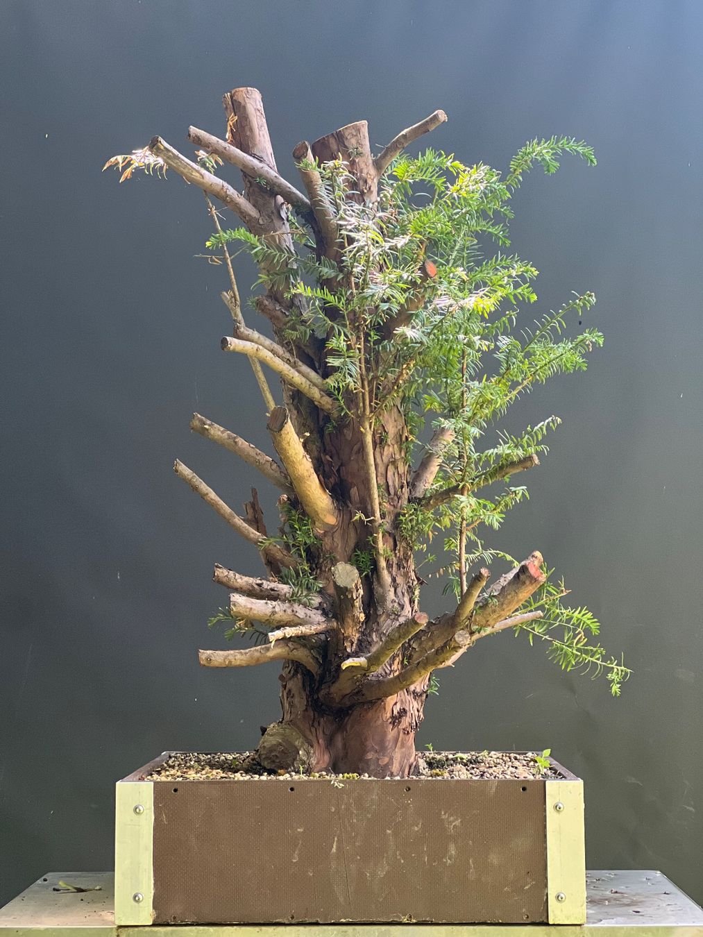 Piante & sementi: Bonsai Yamadori Rohling Eibe – Usato da Steckborn venduto da ben_gz56 6
