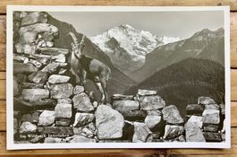 WILDPARK mit Steinbock - Interlaken - Berner Oberland  Tiere