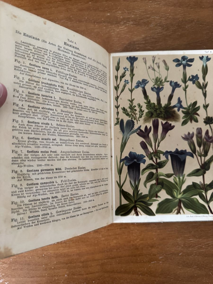 Bücher: Alpen-Flora von L. & Prof. C. Schröter – Gebraucht aus Trübbach von s-a-t 1