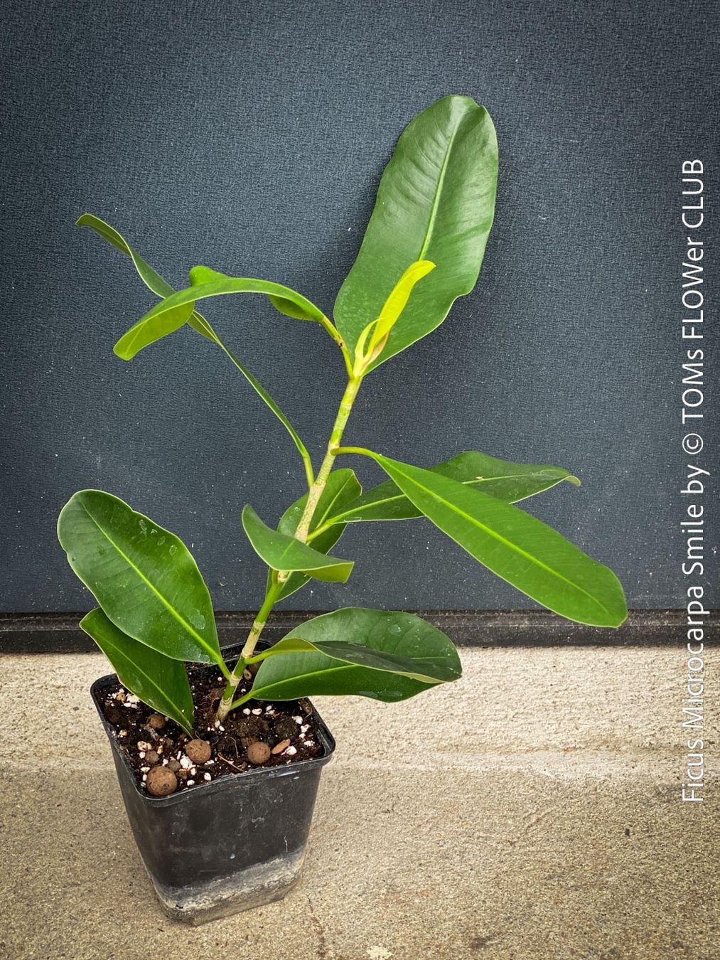Piante & sementi: Ficus Microcarpa Smile - Kompakter Indoor-Baum – Nuovo e nell'imballaggio originale da Adliswil venduto da astom369 5