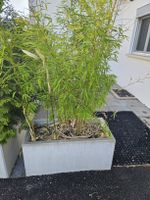 Bambusstrauch