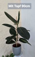 Gummibaum Zimmerpflanze Ficus Elastica