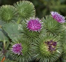 Ab 5.- fr 10 Samen Mariendistel Chardon sauvage Cardo