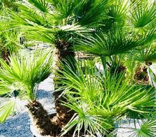Ab 5.- fr 5 SAMEN Zwerg Palme CHAMAEROPS HUMILIS‪