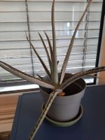 Aloe Vera Pflanze
