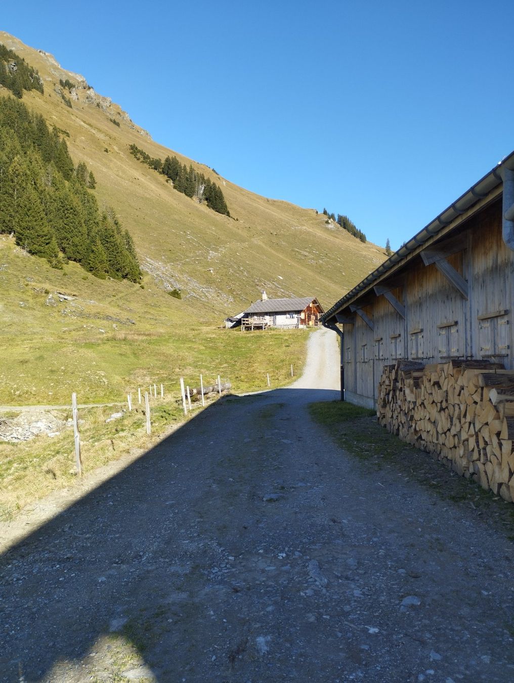 Cibi & Specialità: Alpkäse 2025 – Nuovo (secondo la descrizione) da Hasliberg Reuti venduto da Mercurius71 8