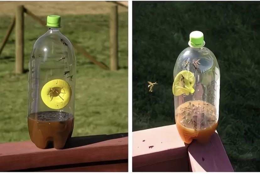 Altro per la casa: Wasp, Fruit fly Pest Control Trap Funnel Catcher Garden – Nuovo e nell'imballaggio originale da Dietlikon venduto da Kitaa