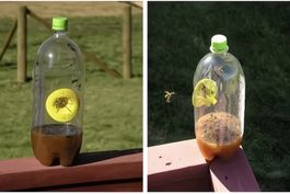 Wasp, Fruit fly Pest Control Trap Funnel Catcher Garden
