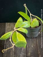 Hoya Incrassata Golden Ball - mit senfgelben Blüten