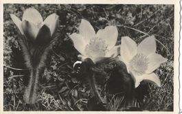 Vintage Fotokarte E. Meerkämper, Davos, Pelz-Anemonen, 1934