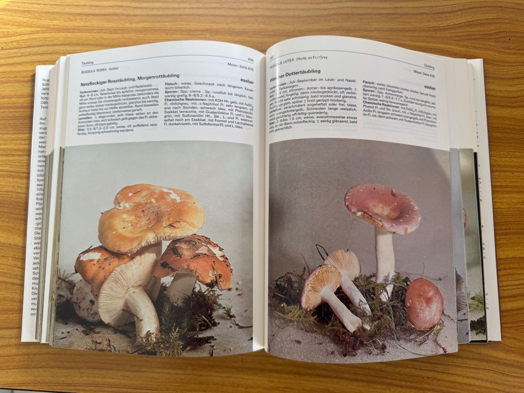 Libri: Buch Pilze Geschenk Dähncke – Usato da Steffisburg venduto da smocky17 7