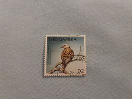 Gambia Vögel