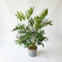 HST Kunstpflanze Bergpalme Kunstpalme Kunstblume Kunstbaum