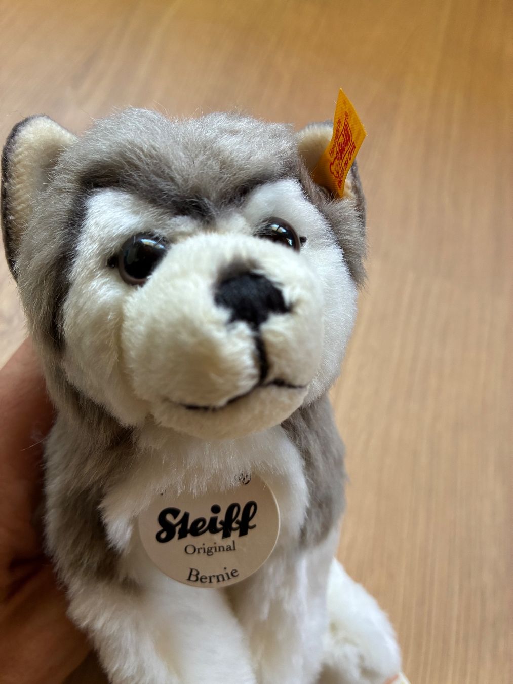 Steiff Giocattoli: Stofftier, Bernie Husky von Steiff – Nuovo e nell'imballaggio originale da Eggenwil venduto da mic_b5l2