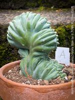Myrtillocactus Geometrizans Blue Cristata - wie 1Skulptur