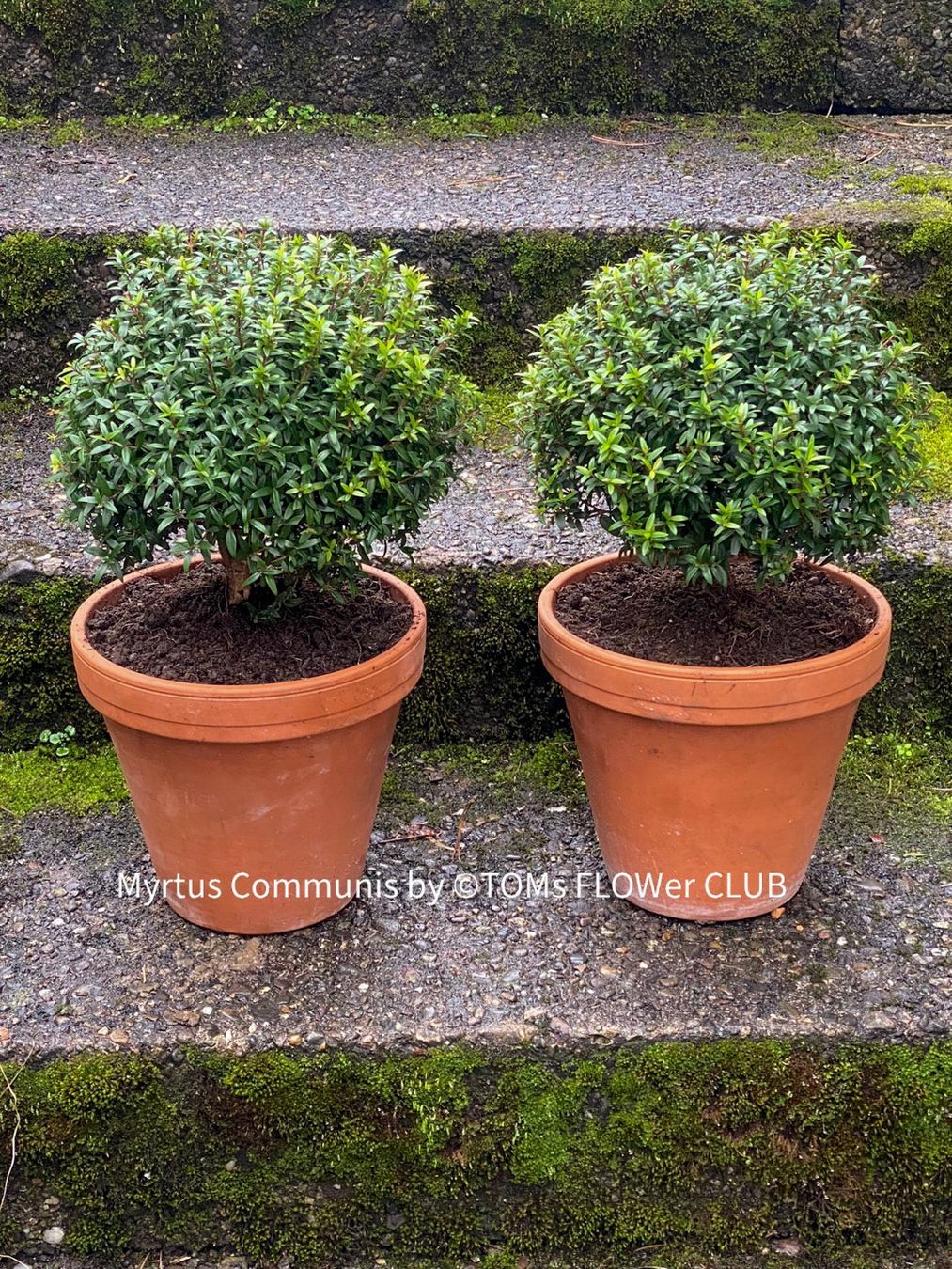 Plantes & graines: Myrtus Communis - duftende Myrte - Steckling oder Stämmchen – Neuf avec emballage d'origine à Adliswil par astom369
