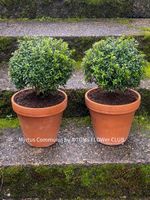 Myrtus Communis - duftende Myrte - Steckling oder Stämmchen