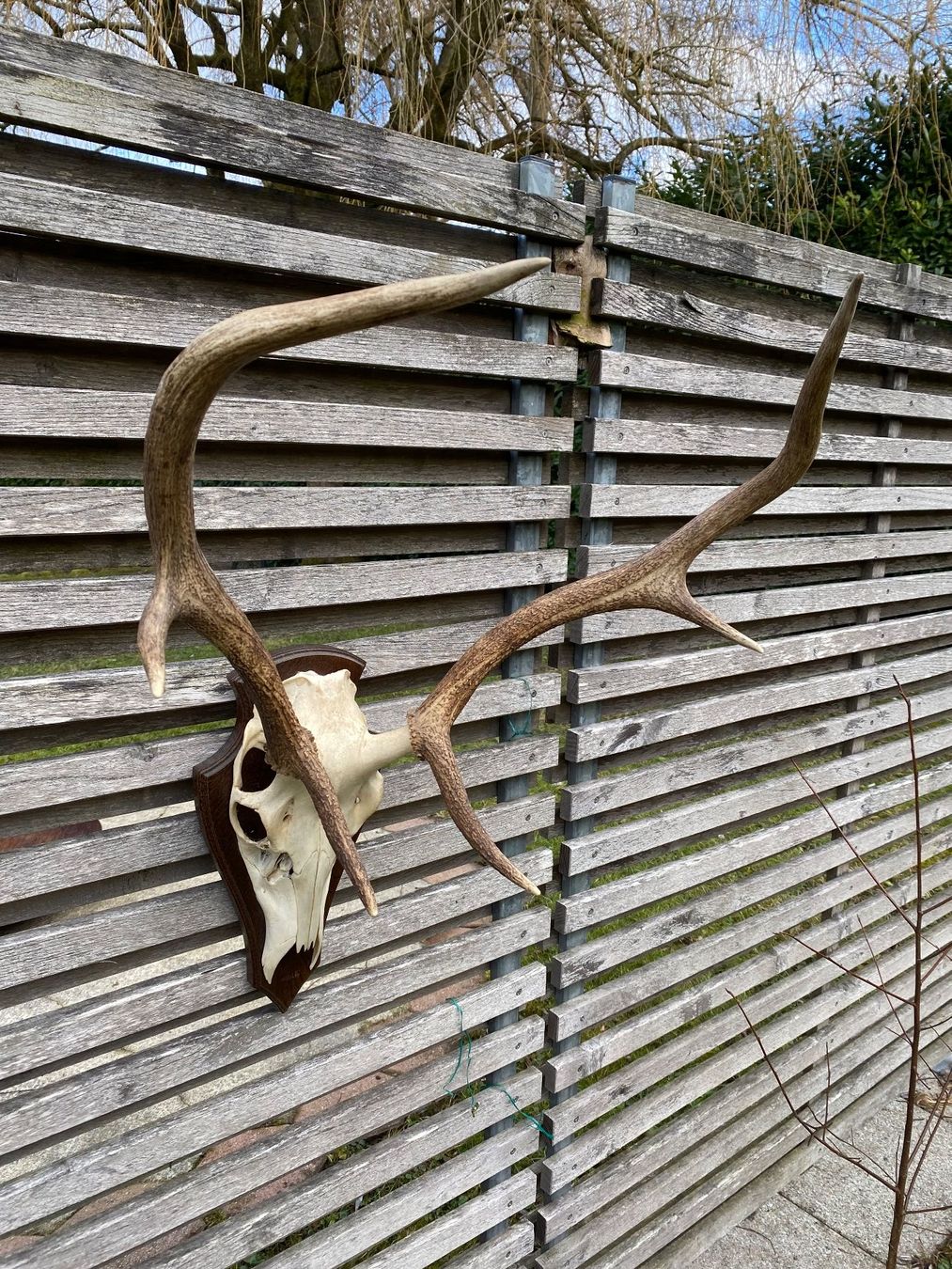 Altre raccolte & rarità: Hirschgeweih auf Holzschild, Trophäe, Dekoration, Jagd – Usato da Emmen venduto da Sutim2005 1