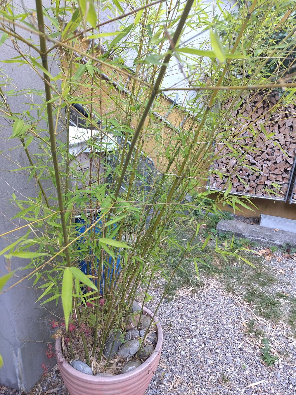 Piante & sementi: Grosser Bambus zu verkaufen – Usato da Basel venduto da louis013 1