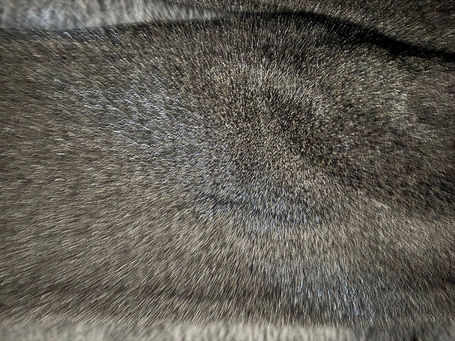 Pantaloni: Glitzerhose Grösse S  NEU – Nuovo (secondo la descrizione) da Thal venduto da Manhut 1