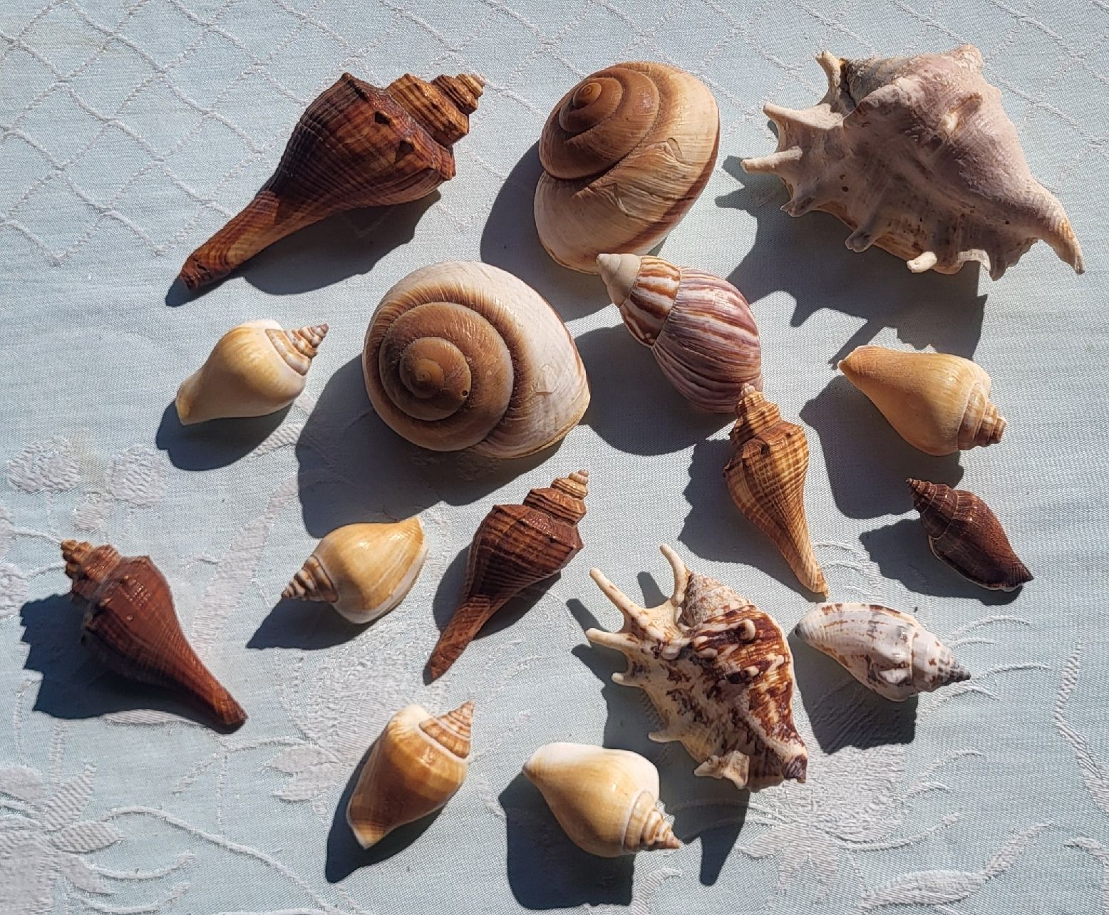 Tutte le decorazioni: Muscheln für Deco – Usato da Thun venduto da aenduboumae
