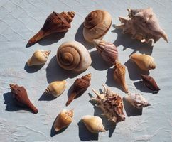 Muscheln für Deco