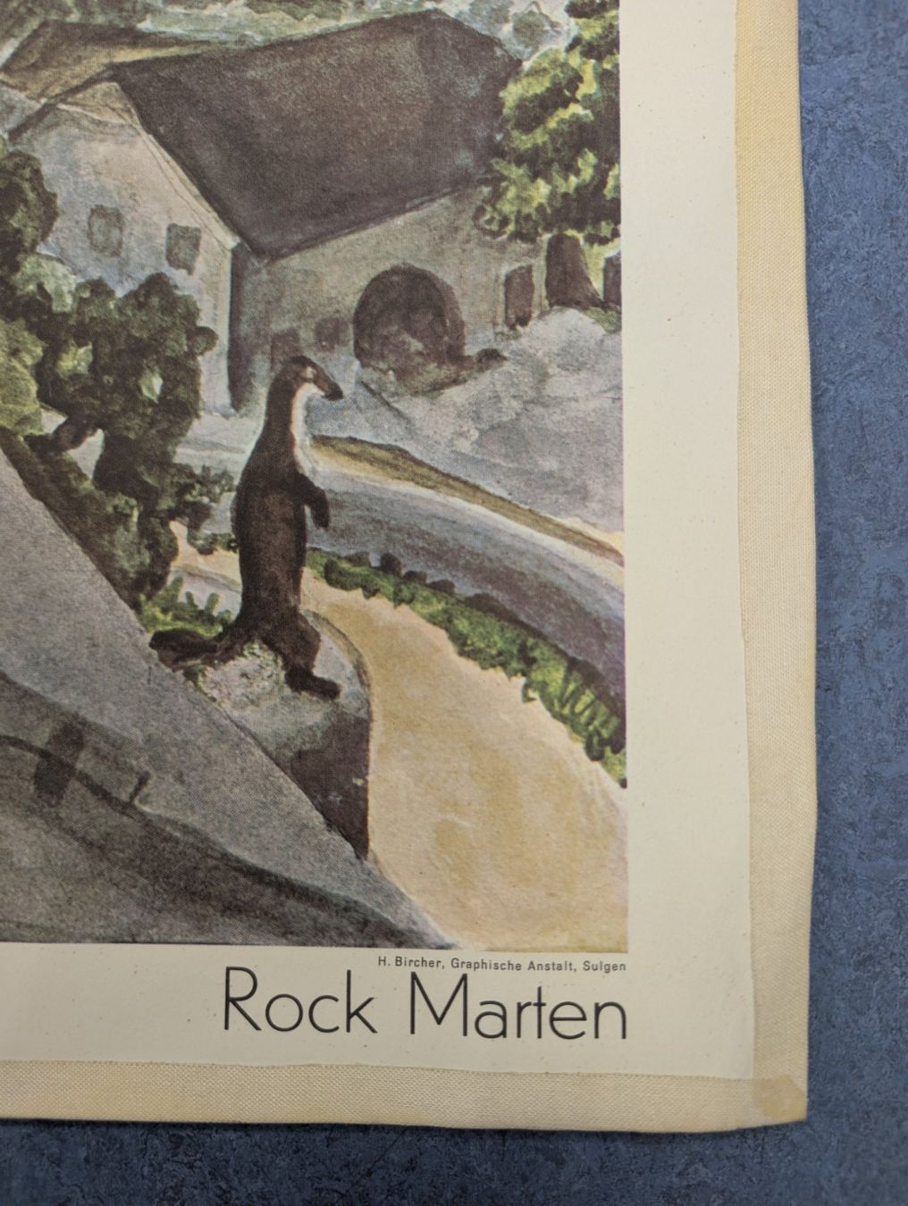 Foto & Immagini: Schulwandbild Nr. 130 - Steinmarder – Usato da Luzern venduto da JenKu 3