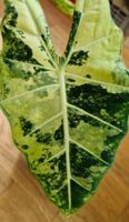 🤩Alocasia Frydek Albo Highly Vari.super Genetik Rhizom
