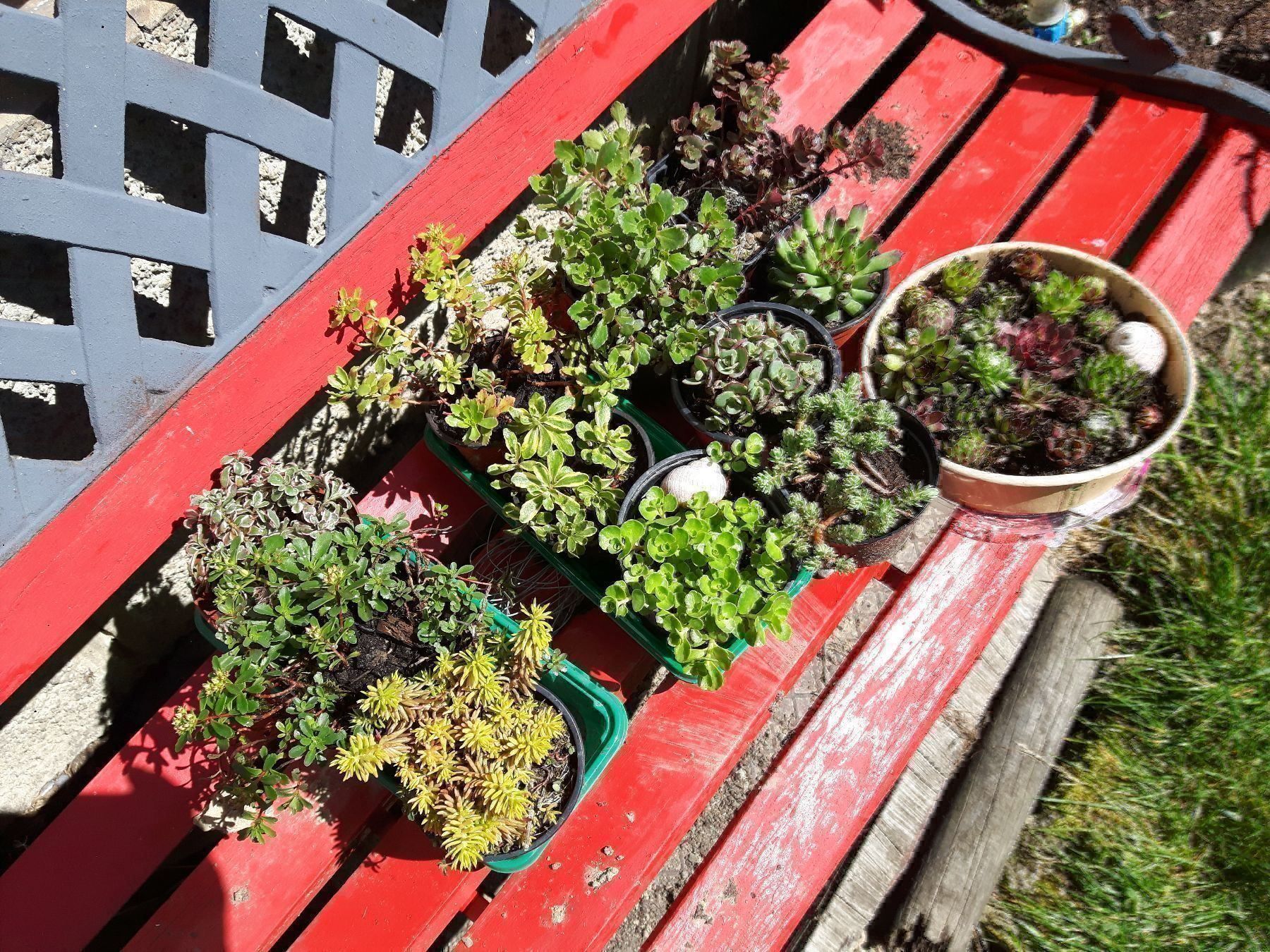 Piante & sementi: 6 stück sedum bodendecker – Nuovo (secondo la descrizione) da Ibach venduto da chaemilochhobbygarte 1
