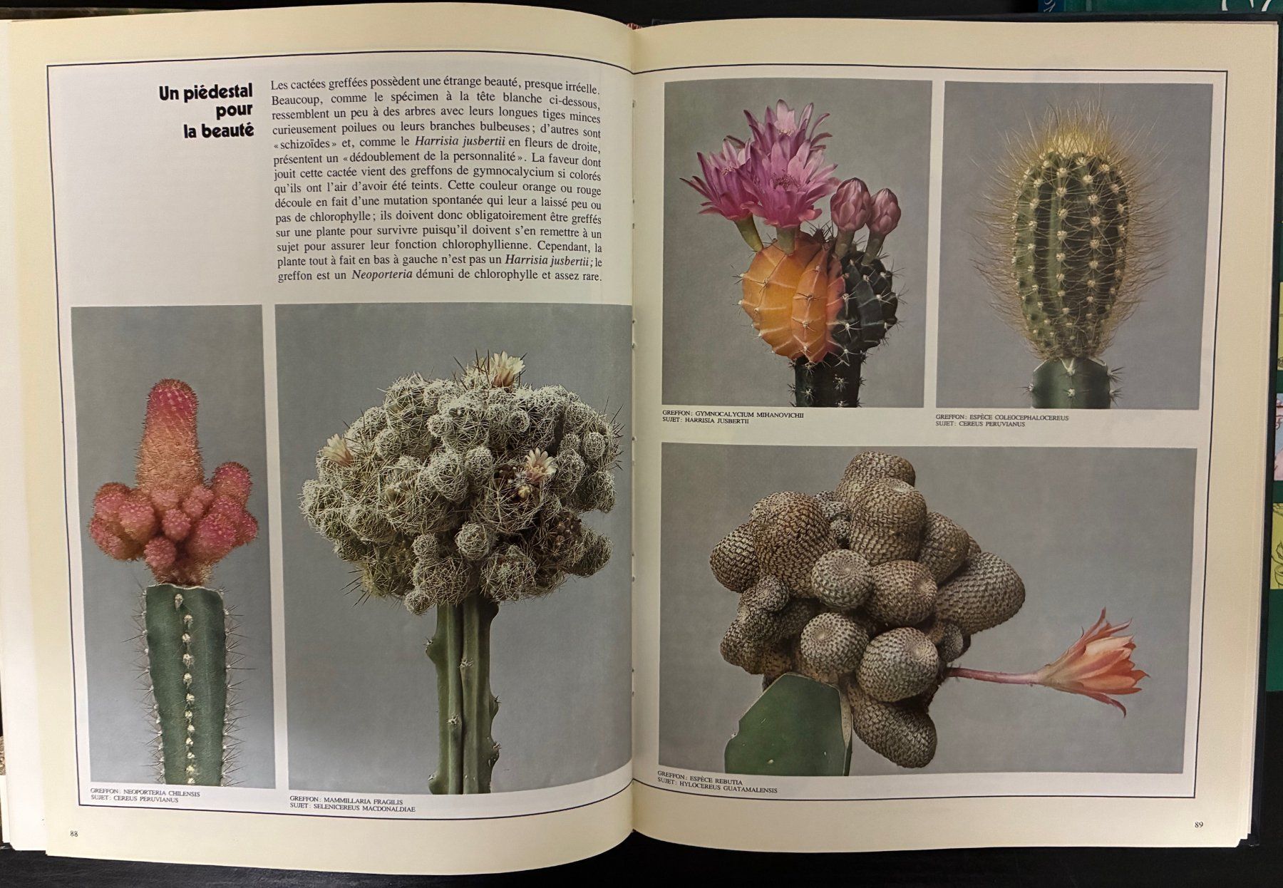 Libri: Soigner les plantes et les cactus – Usato da Moutier venduto da lebadin 3