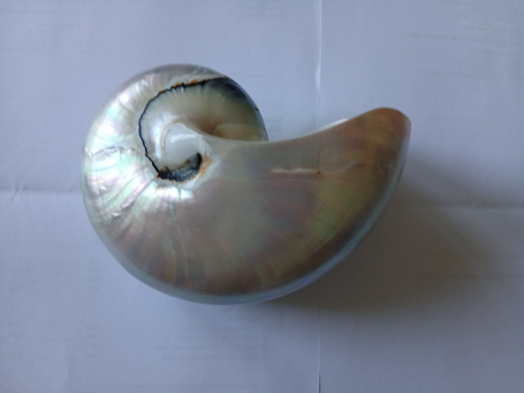 Tutte le decorazioni: Nautilus Muschel – Usato da Zürich venduto da Mephisto87
