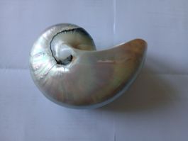 Nautilus Muschel