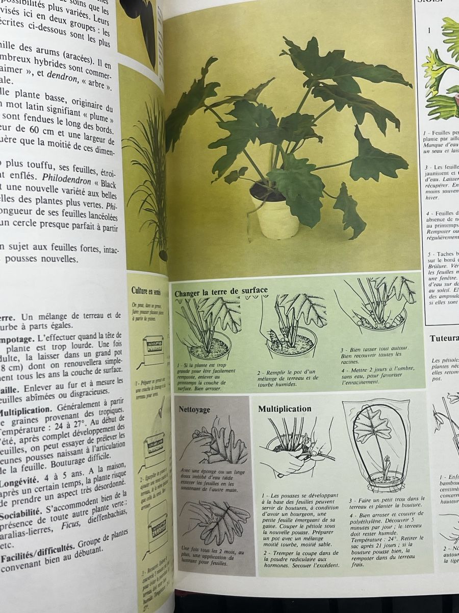 Bücher: Comment soigner vos plantes d interieur – Gebraucht aus Wettingen von NickInc 2